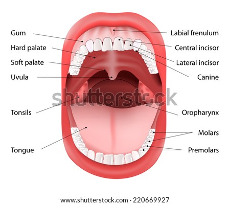 Parts Of Human Mouth 29