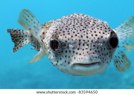 Pufferfish Stock Photos, Images, Pictures Shutterstock