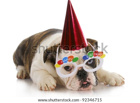 shih tzu singing happy birthday stock images similar to id 24832549 a boston terrier with a shih tzu singing happy birthday stock images similar to id 24832549 a boston terrier with a