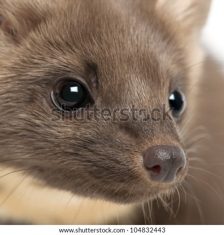 stock-photo-european-pine-marten-or-pine-marten-martes-martes-years-old-close-up-104832443.jpg