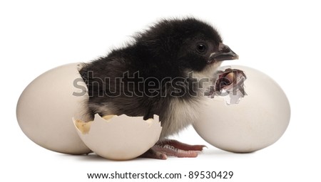  egg and next to a chick hatching out its egg in front of white