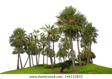 Tree Isolated On White Stock Photos, Images, & Pictures | Shutterstock