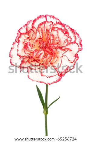 Carnation Flower Pink Single Stock Photos, Images, & Pictures