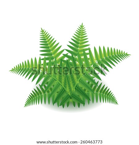 Fern isolated on white photo-realistic vector illustration - stock vector