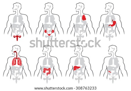 Human Body Parts Stock Photos, Images, & Pictures | Shutterstock