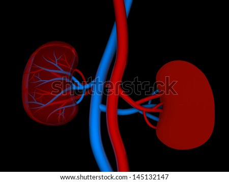 Kidney Disease Stock Photos, Images, & Pictures | Shutterstock