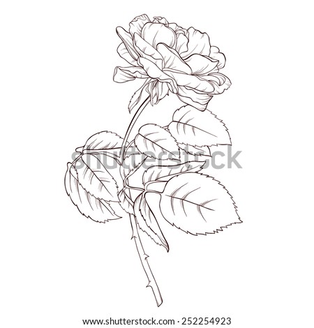 Rose Outline Stock Photos, Images, & Pictures | Shutterstock