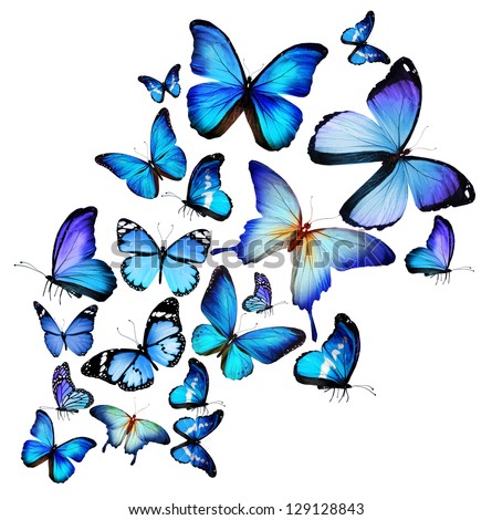 stock-photo-many-different-butterflies-isolated-on-white-background-129128843.jpg