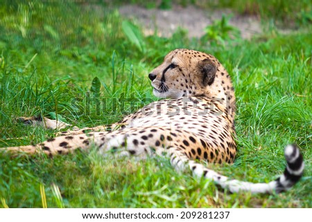 Cheetah lying down Stock Photos, Illustrations, and Vector Art Cheetah lying down Stock Photos, Illustrations, and Vector Art