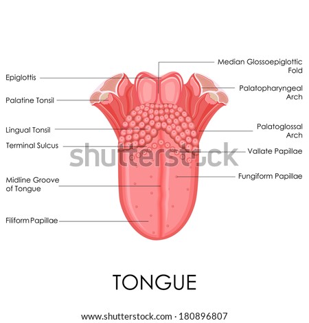 Tonsils Stock Photos, Images, & Pictures | Shutterstock