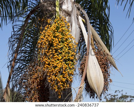 Queen+Palm+Seed+Pods+Photos Queen palm Stock Photos, Images, & Pictures | Shutterstock