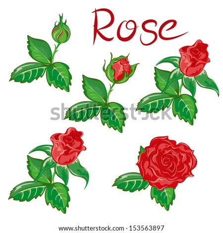 Roses, Flower Set, Stages Of Flowering - Stock Vector