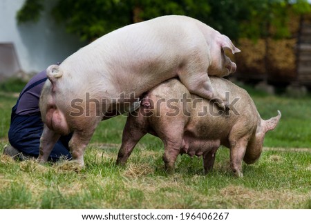 Stock Images similar to ID 83828629 - two playing giant panda bears Stock Images similar to ID 83828629 - two playing giant panda bears