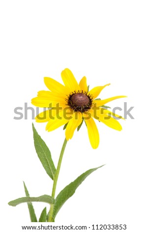 Brown Eyed Susan Stock Photos, Images, & Pictures | Shutterstock