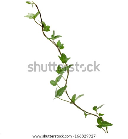 stock-photo-green-ivy-plant-close-up-iso