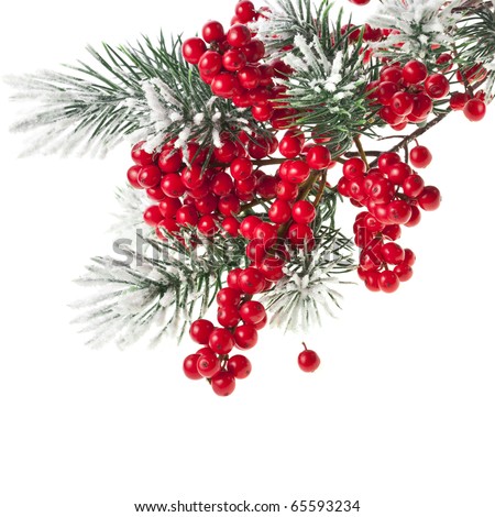 christmas red berries stock photos images pictures christmas red berries stock photos images pictures