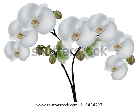 White Orchid Stock Vectors & Vector Clip Art | Shutterstock