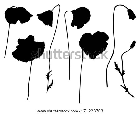 Black And White Poppies Stock Photos, Images, & Pictures 