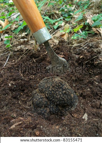 stock-photo-digging-up-a-black-truffle-t