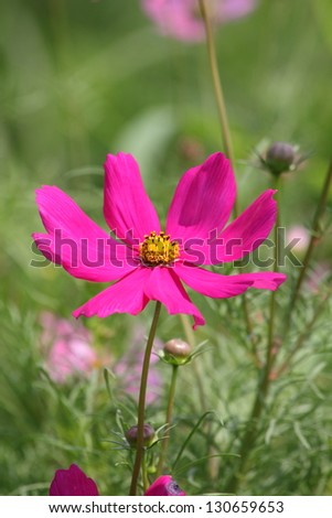 Garden Paving Stock Photos, Images, & Pictures | Shutterstock