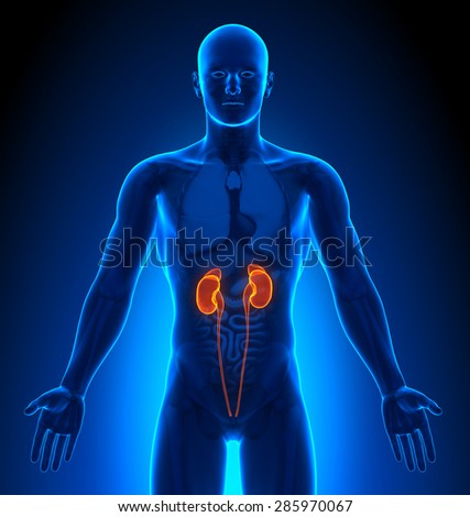 decade3d - anatomy online's Portfolio on Shutterstock