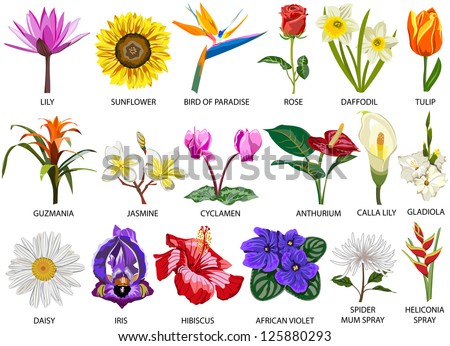 download spider and flower wallpaper 1920x1080 wallpoper 448849 download spider and flower wallpaper 1920x1080 wallpoper 448849