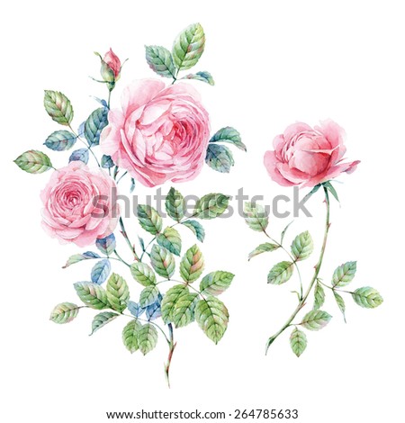 Watercolor English roses - stock photo