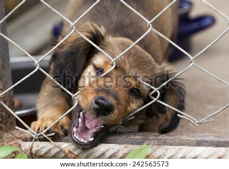 Dachshund puppy biting the wire mesh fence - he is trying to escape ...