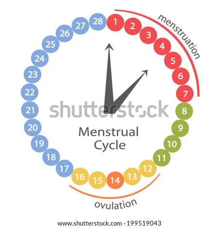 Menstrual Cycle Stock Photos, Images, & Pictures | Shutterstock