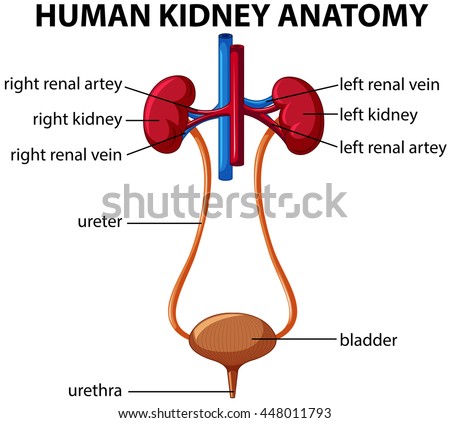 Kidney Drawing Stock Photos, Images, & Pictures | Shutterstock