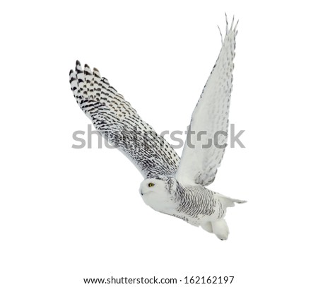 Owl Flying Stock Photos, Images, & Pictures | Shutterstock