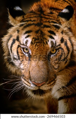 Fierce Stock Photos, Images, & Pictures | Shutterstock