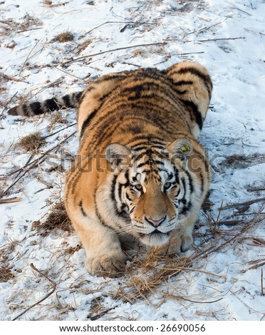 Pouncing Tiger Stock Photos, Images, & Pictures | Shutterstock