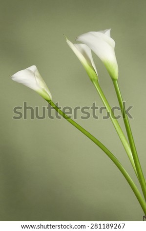 Calla Stock Photos, Images, & Pictures | Shutterstock