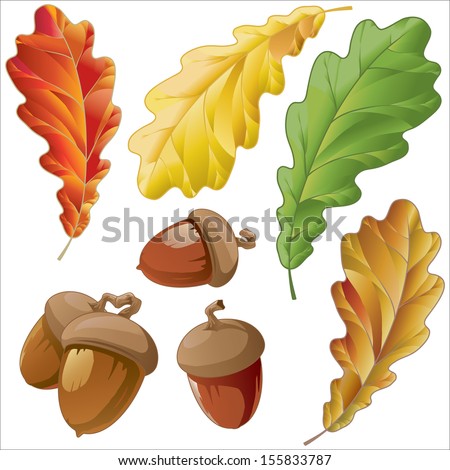 Oak - stock vector