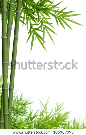 Bamboo Tree Stock Photos, Images, & Pictures | Shutterstock