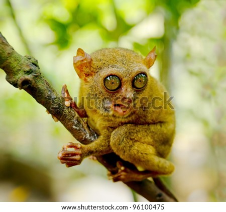 Tarsier Stock Photos, Images, & Pictures | Shutterstock