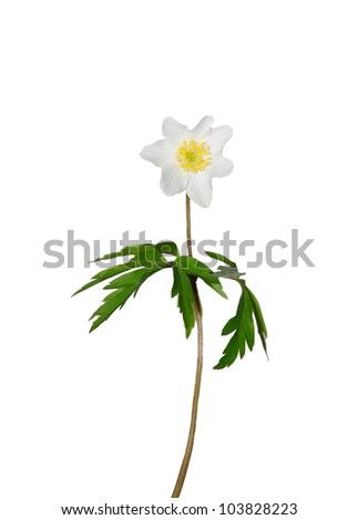 Wood Anemone Stock Photos, Images, & Pictures | Shutterstock