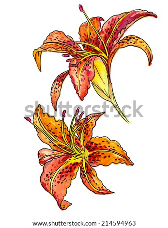 Wild Tiger Lily Stock Photos, Images, & Pictures | Shutterstock