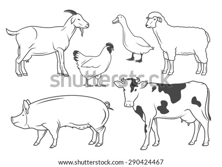 Pig Line Drawing Stock Photos, Images, & Pictures | Shutterstock