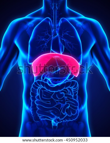 Diaphragm Stock Photos, Images, & Pictures | Shutterstock