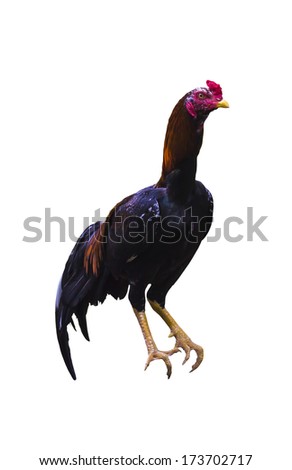 Cock fighting Stock Photos, Images, & Pictures | Shutterstock