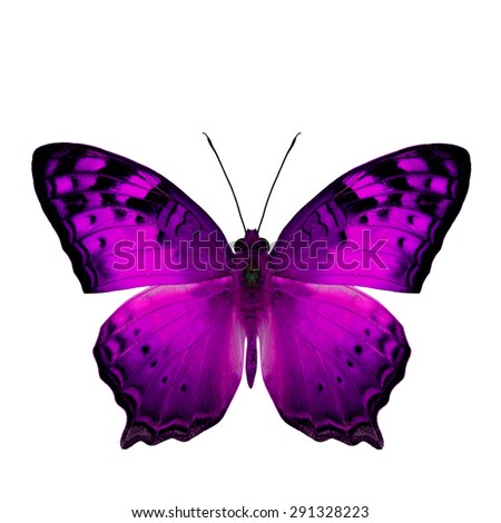 Butterfly Profile Stock Photos, Images, & Pictures | Shutterstock