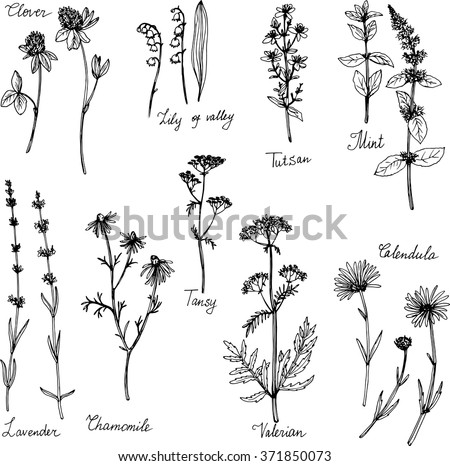 Flower Line Drawing Stock Photos, Images, & Pictures | Shutterstock