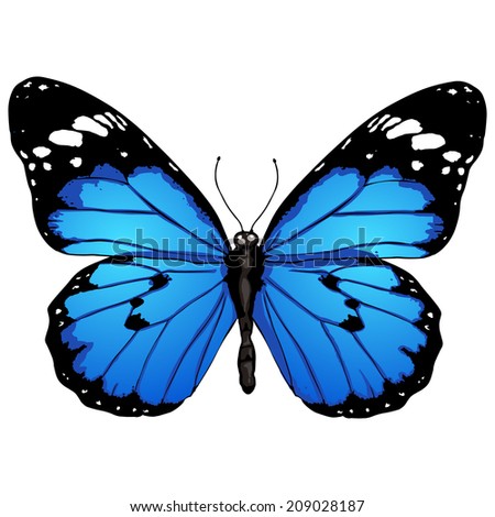 Blue butterfly Stock Photos, Images, & Pictures | Shutterstock