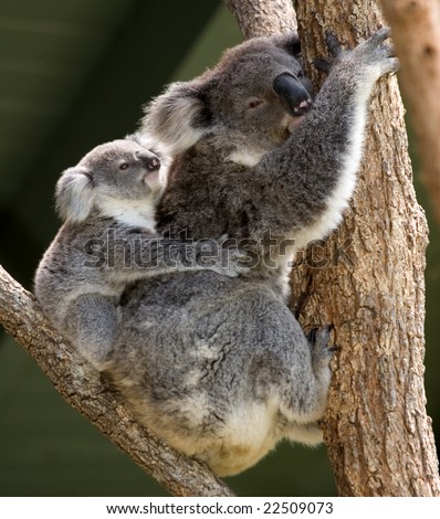 Baby Koala Stock Photos, Images, & Pictures | Shutterstock