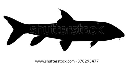 Barbel fish Stock Photos, Images, & Pictures | Shutterstock