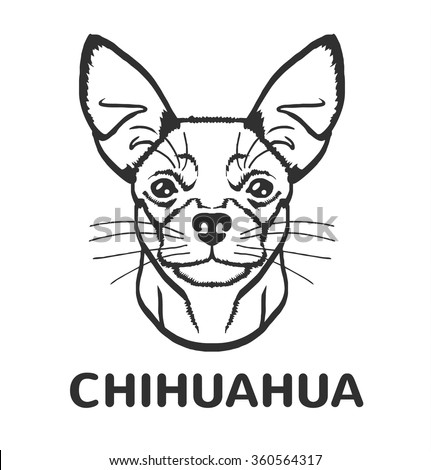 Chihuahua Stock Photos, Images, & Pictures | Shutterstock