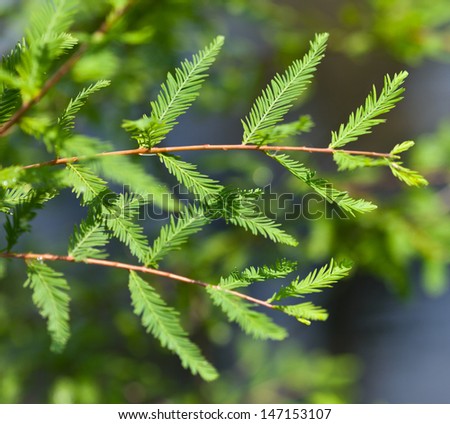 stock-photo-bald-cypress-leaves-taxodium-distichum-147153107.jpg