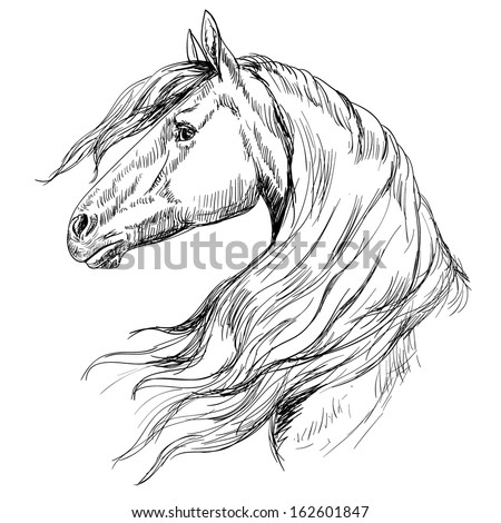 Horse Drawing Stock Photos, Images, & Pictures | Shutterstock